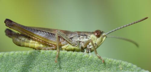 Pseudochorthippus parallelus parallelus